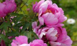 Lazio: il parco delle peonie di Vitorchiano