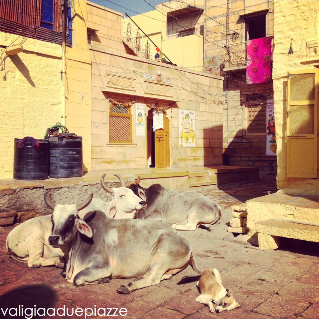 vacche sacre jaisalmer india