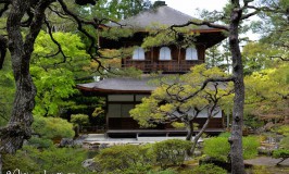 Giappone, tre giorni a Kyoto: imparando il significato di komorebi