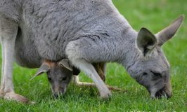 Australia, dove abbracciare un koala e nutrire i canguri