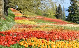 Tra Germania e Svizzera: il Bodensee in #4idee (n.18)