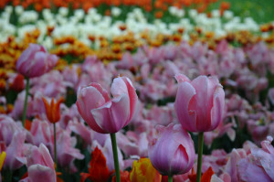 tulipani Pralormo