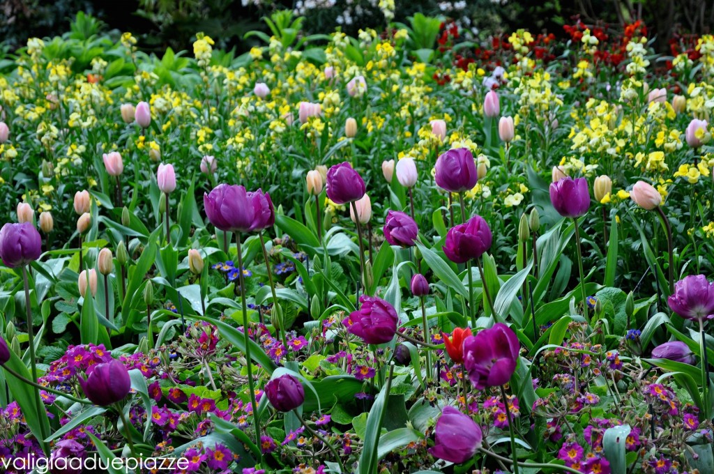 tulipani hyde park