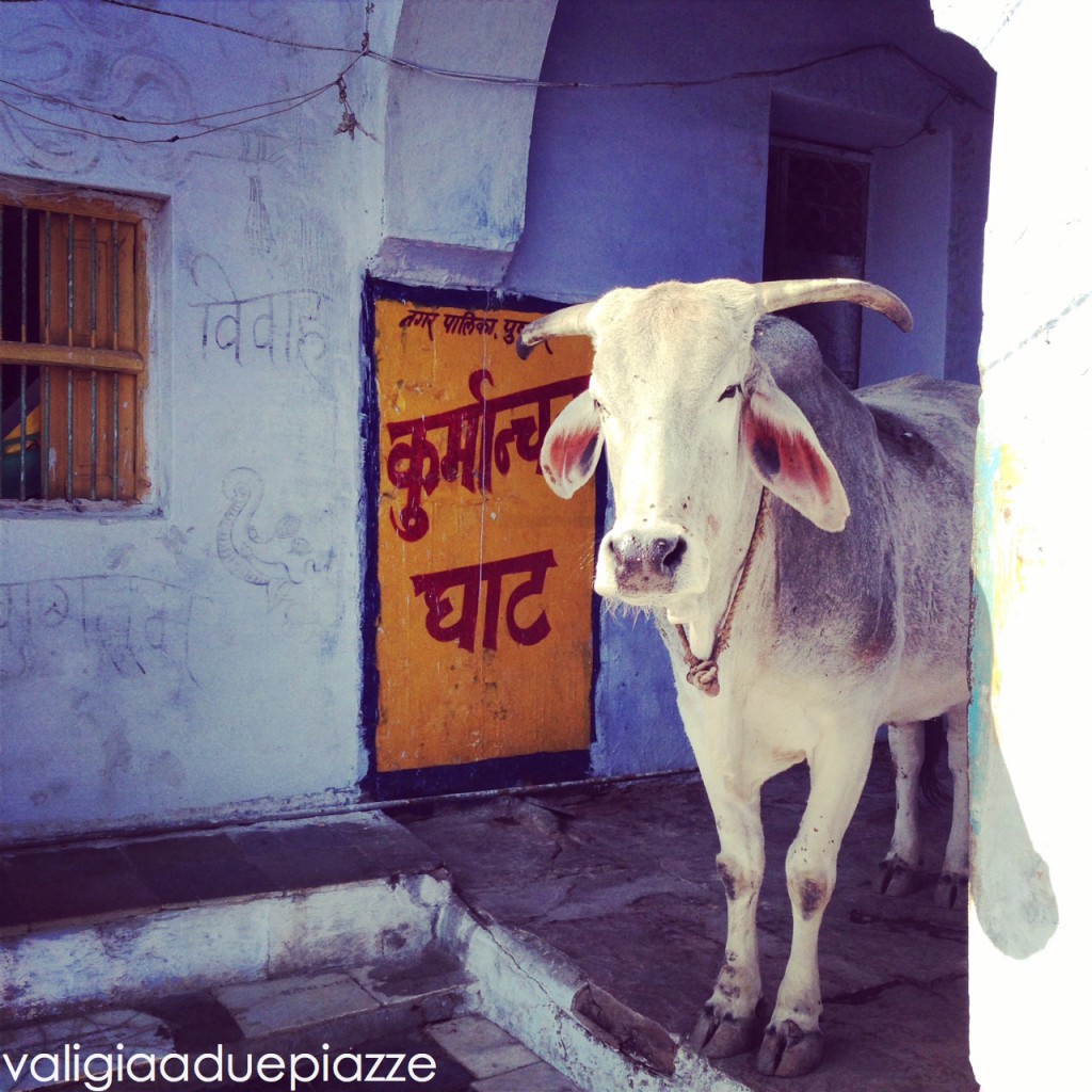 vacca sacra pushkar india