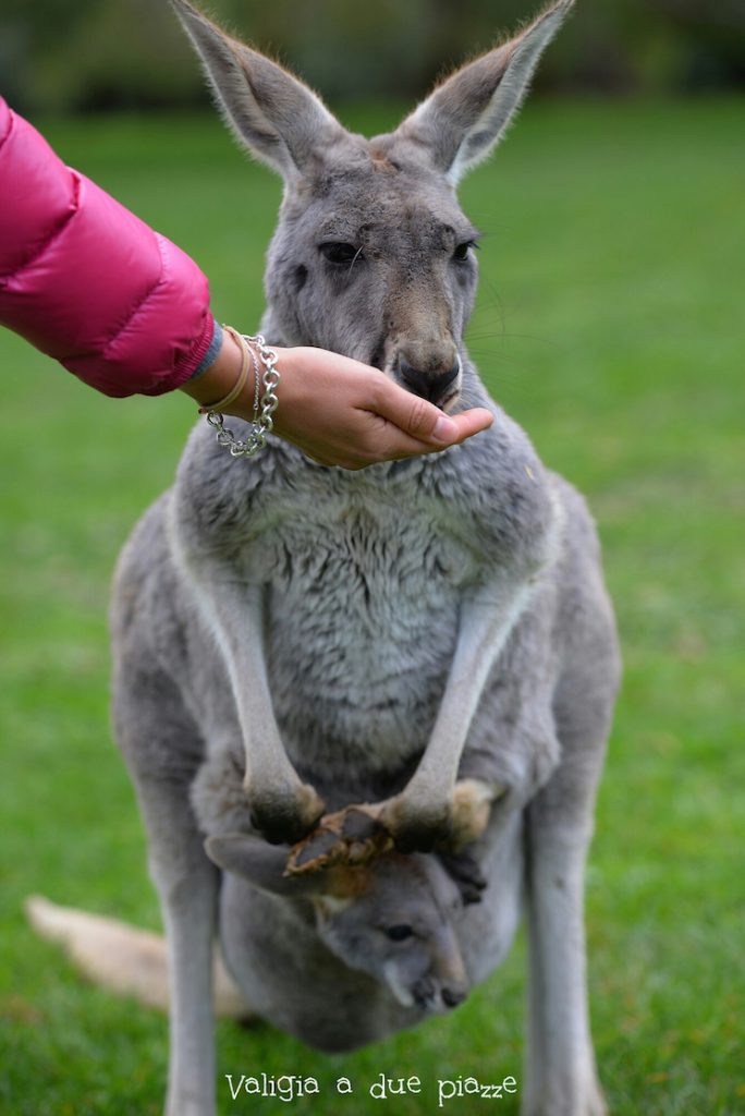 nutrire il canguro in australia