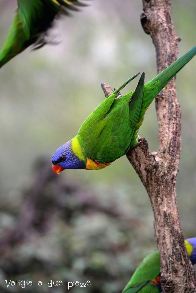 pappagalli australia