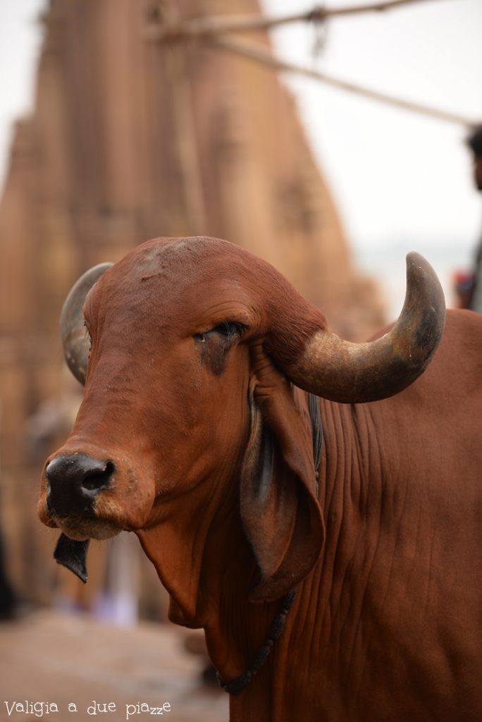 Vacca sacra India Varanasi