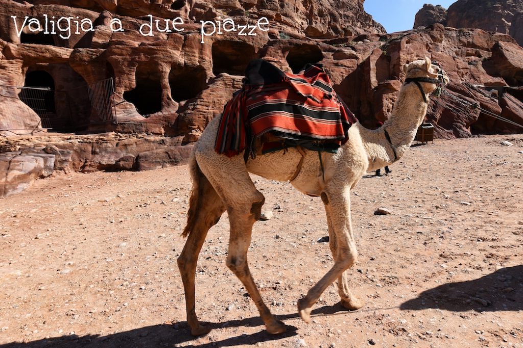 cammello Petra