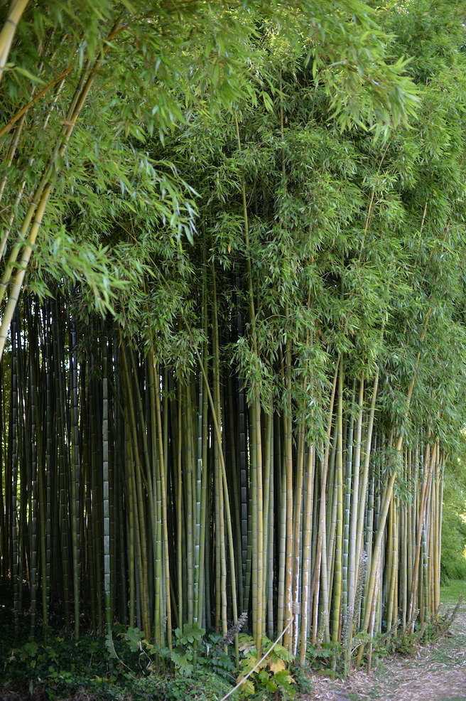 Sorgente di bambù