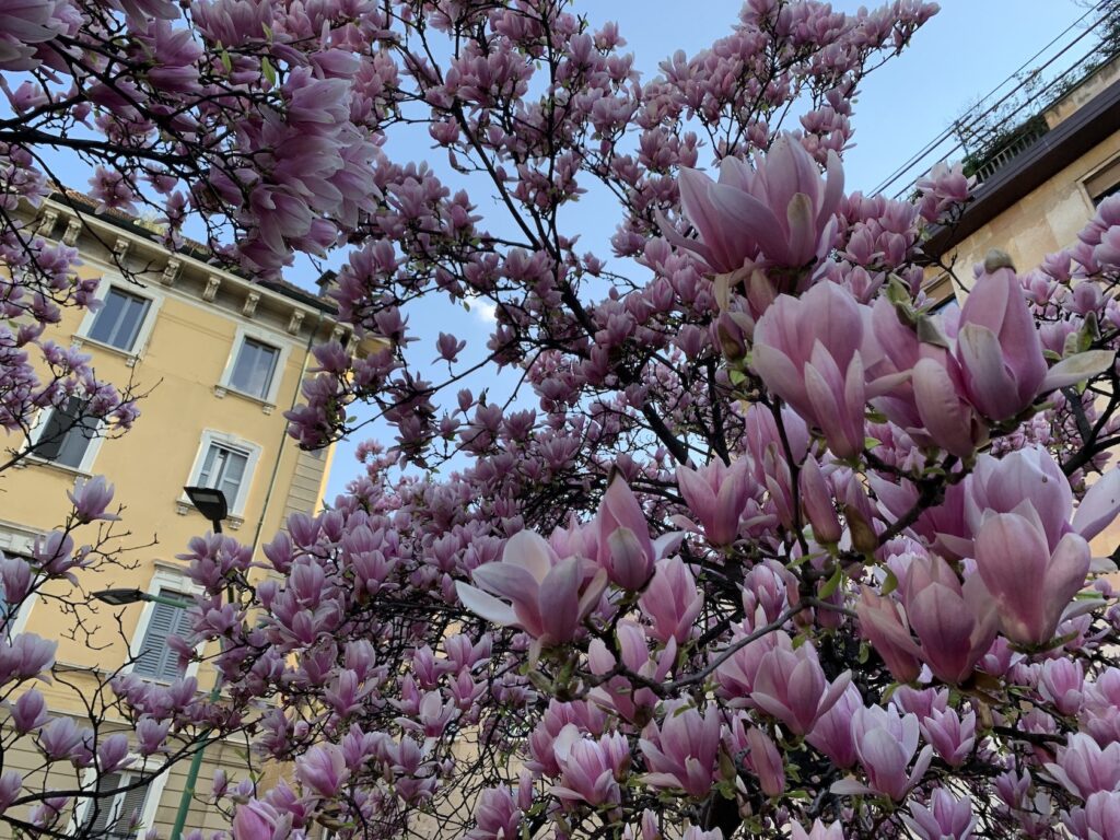 magnolie piazza Borromeo