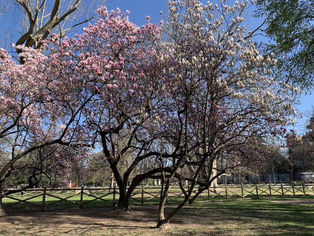 magnolie giardini Indro Montanelli