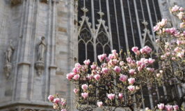 magnolia abside duomo milano
